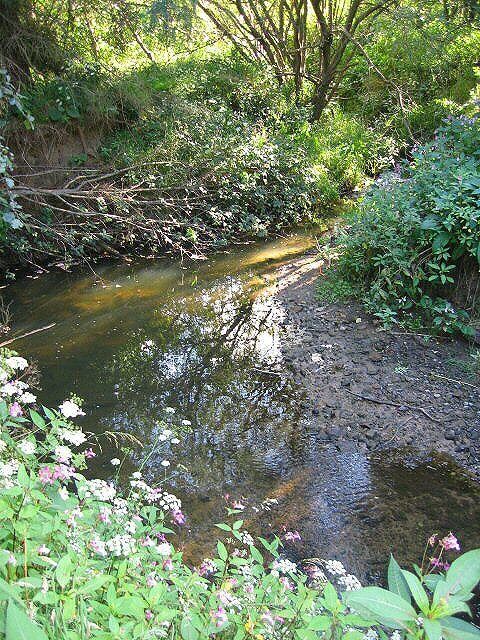 Sleek Burn The stream meanders it's way through the Community Woods at Choppington.