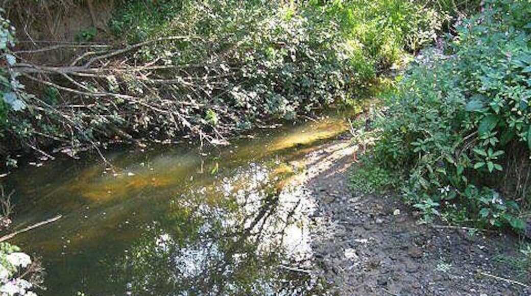 Sleek Burn The stream meanders it's way through the Community Woods at Choppington.