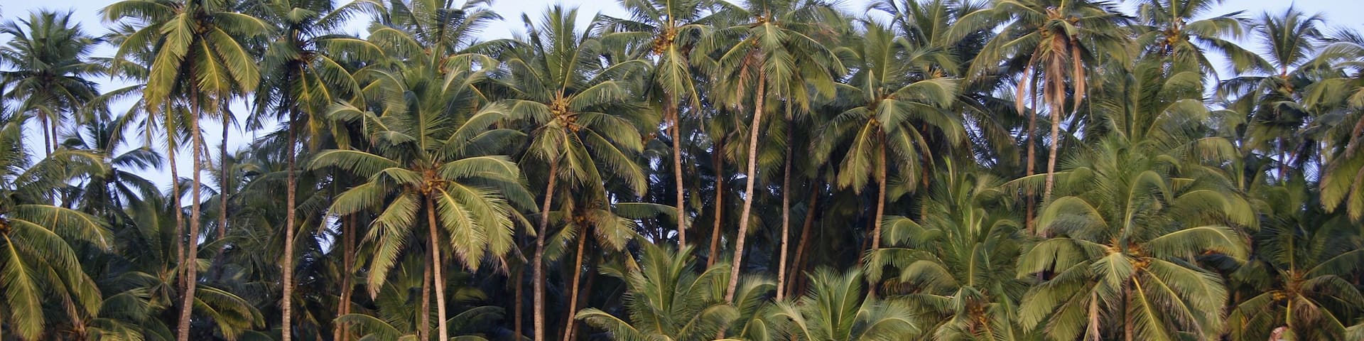 beach hut on seaside in the tropics, goa, india