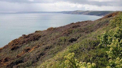 Looking west from the Coast road nr Freathy