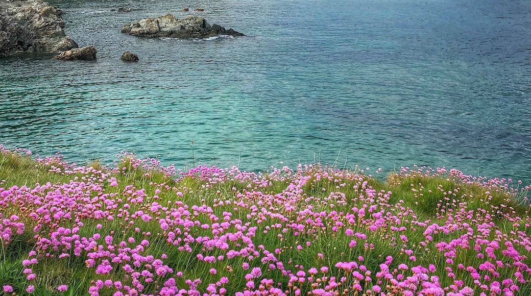 We just sat, rested and enjoyed the view back to Cawsand and Kingsand while walking the South West Coastal Path Cornwall. Such a loverly time of year when the coastal flowers are at their best