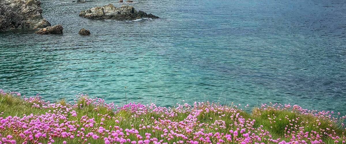 We just sat, rested and enjoyed the view back to Cawsand and Kingsand while walking the South West Coastal Path Cornwall. Such a loverly time of year when the coastal flowers are at their best