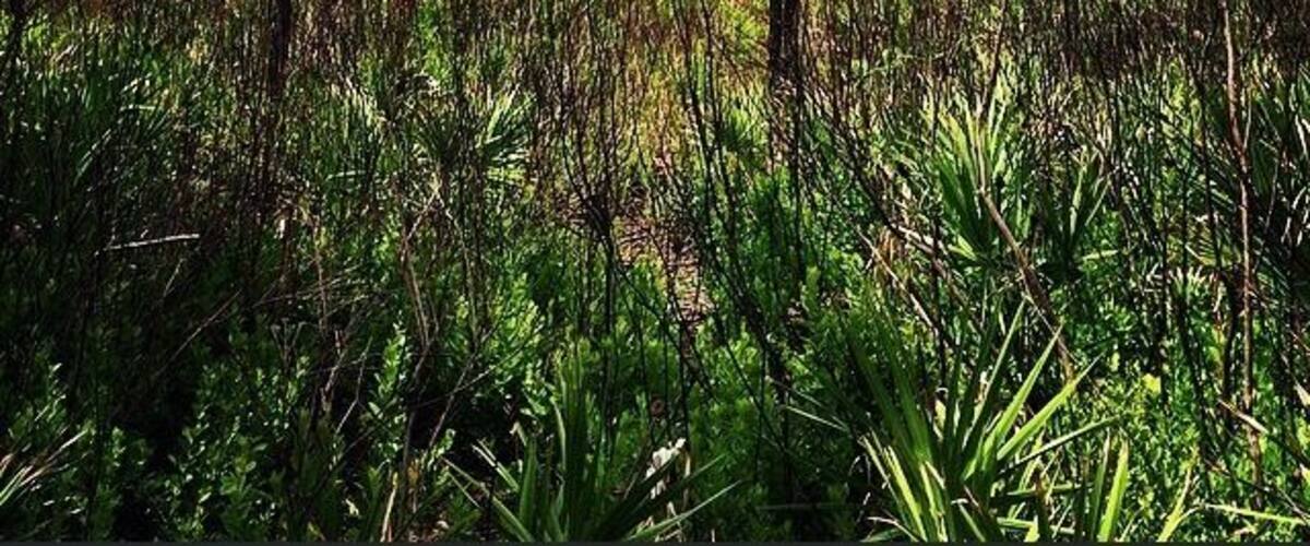 A dense forest with tall pine trees and a variety of undergrowth.