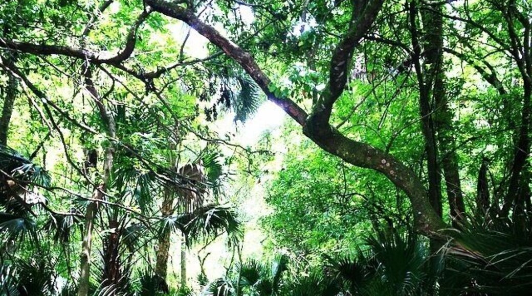The beginning of the hiking trail. It's gets a lot more "woodsy" the further you go down the trail. Ticks and mosquitoes abound. I would recommend visiting this park in the winter months to avoid the blood sucking critters. #takeahike