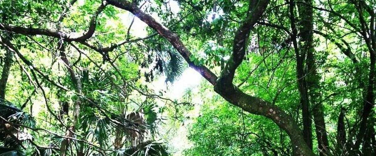 The beginning of the hiking trail. It's gets a lot more "woodsy" the further you go down the trail. Ticks and mosquitoes abound. I would recommend visiting this park in the winter months to avoid the blood sucking critters. #takeahike