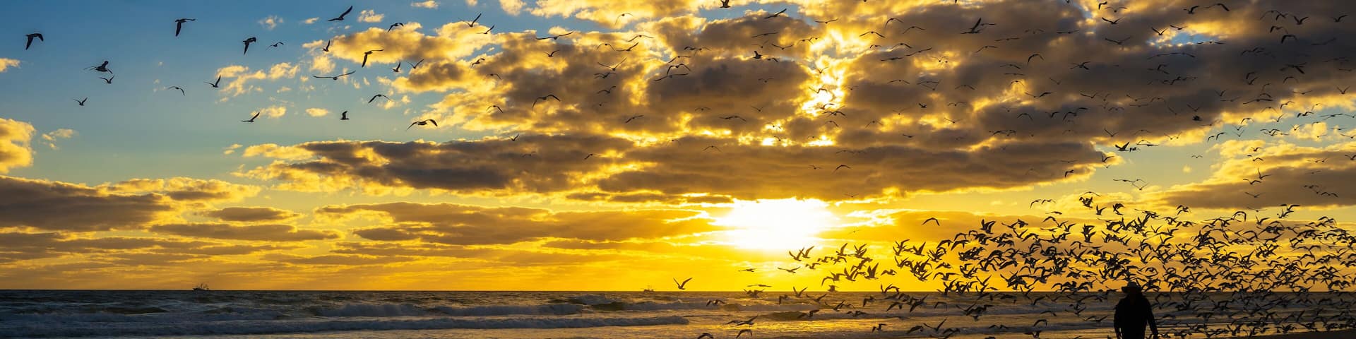 Man walking through a flock of seagulls on Daytona Beach in Florida at sunset