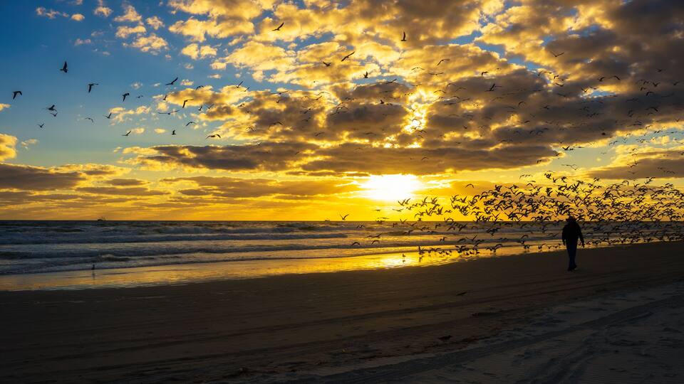 A beach with a sunset, ocean waves, and a flock of birds.