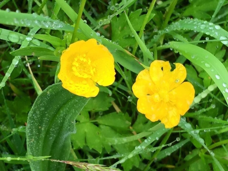 Spring flowers