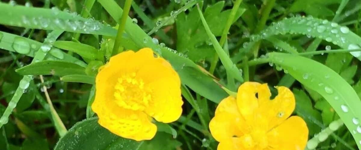 Two yellow flowers with water droplets on green grass.