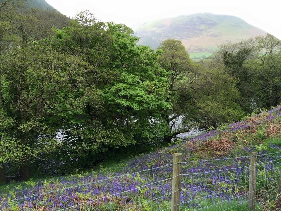 The bluebells in full bloom #GreatOutdoors