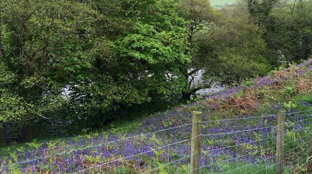 The bluebells in full bloom #GreatOutdoors