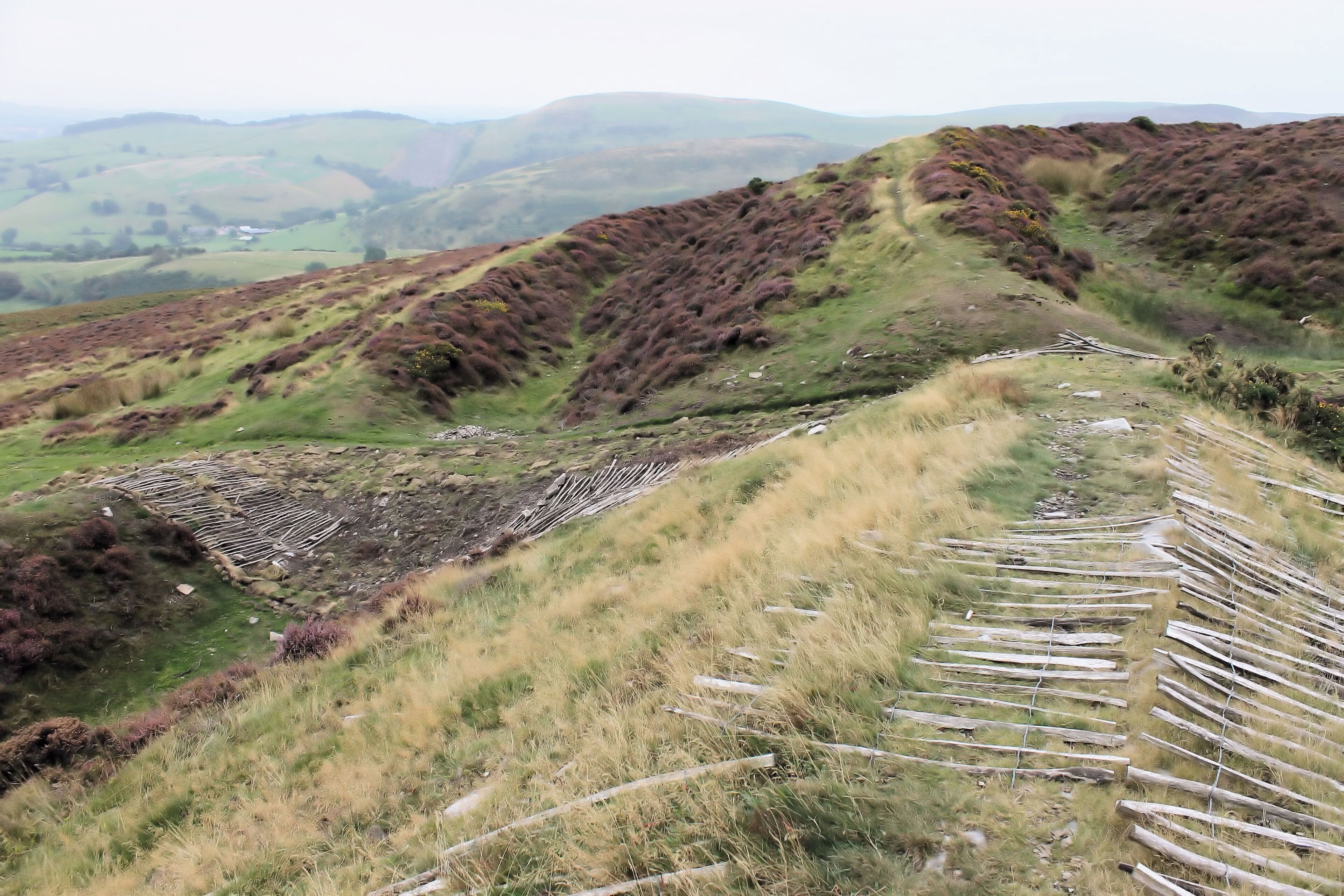 An archaeological dig can be seen in this (eastern) part of the hillfort of Penycloddiau, Clwydian Hills, North Wales; looking south. Penycloddiau is one of the largest hillforts in Wales, Penycloddiau is 21 hectares in area with its surrounding defneding ditches nearly 2 km in length.
