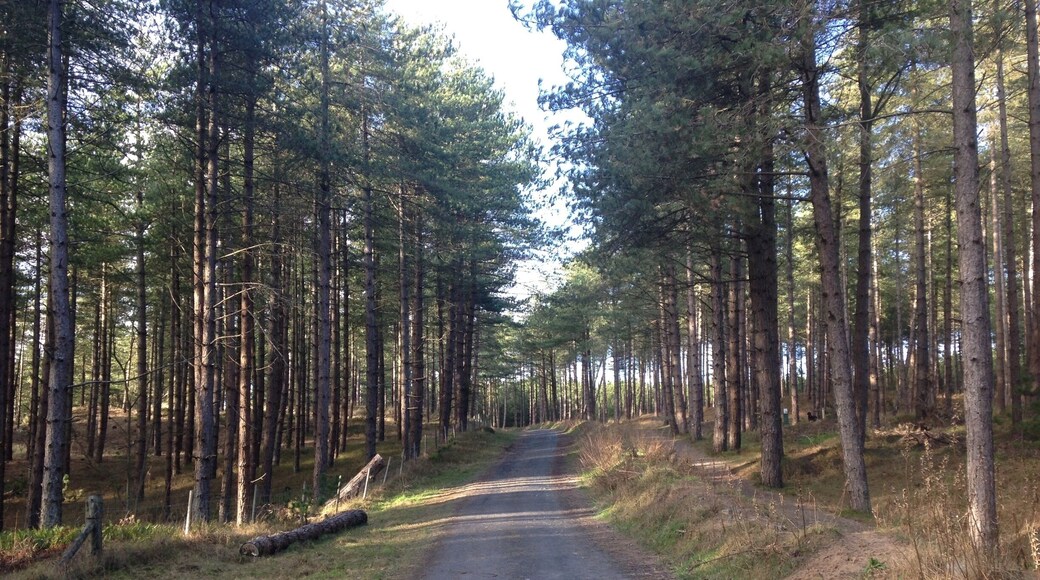 Beautiful forest walk to the beach