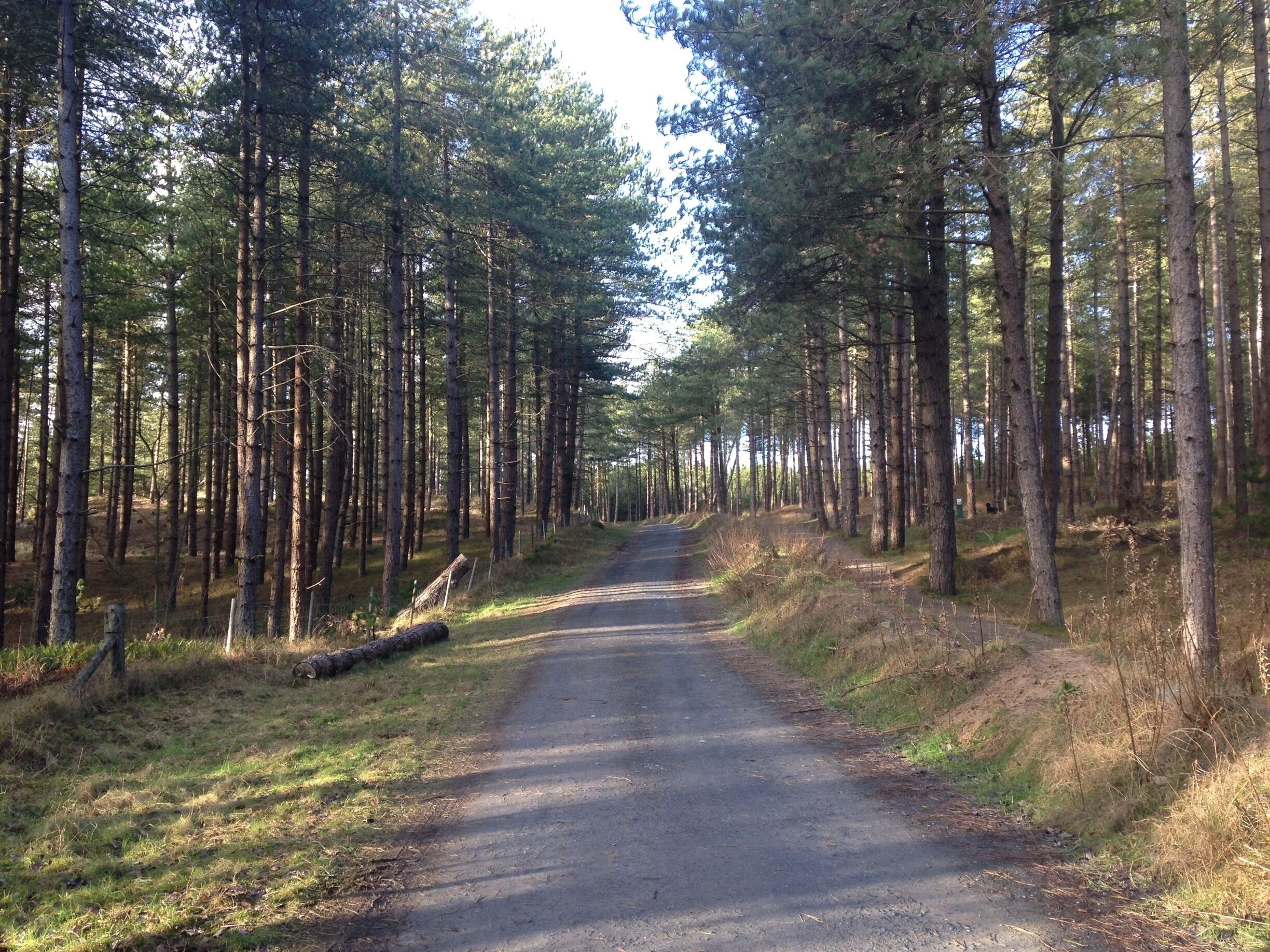 A forested road flanked by tall pine trees.