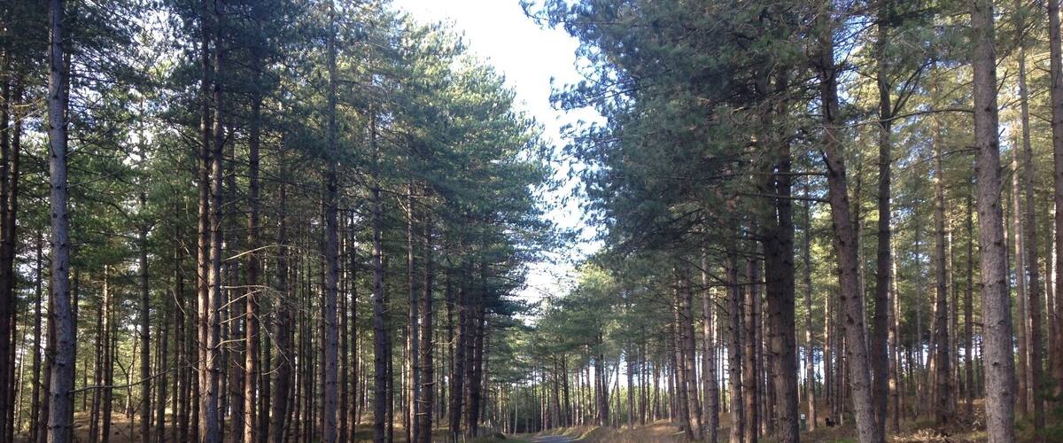 A forested road flanked by tall pine trees.