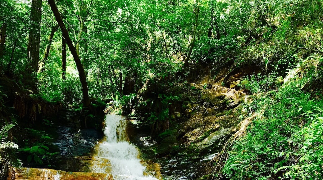 Golden Cascade maybe so named because of the color of the underlying rocks over which the water flowed.
#Green