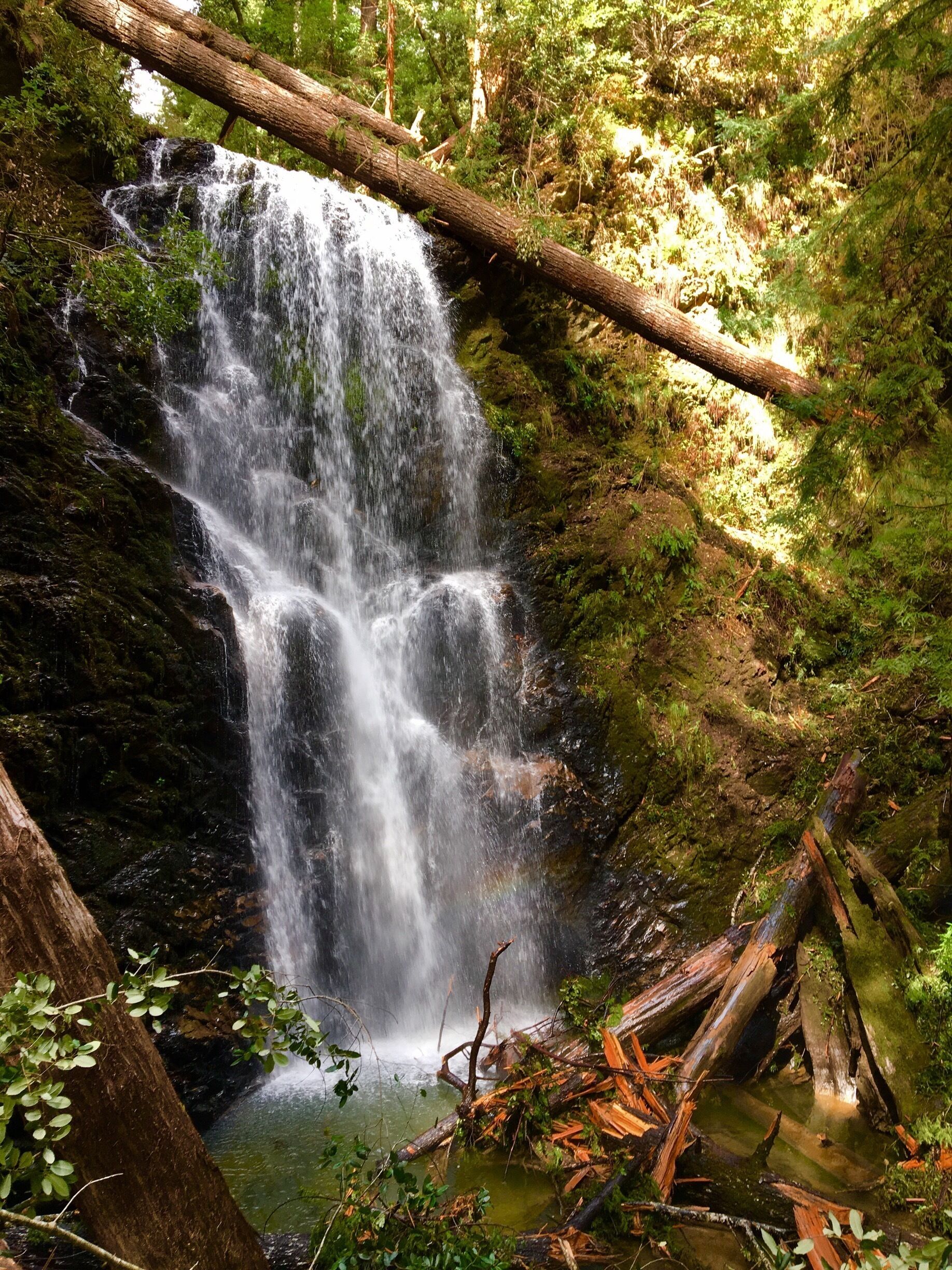Skyline to sea is a beautiful trail we explored today to find this awesome waterfall. The trail has many fallen trees but still accesible to cross over them and enjoy the scenery, flowers, green everywhere. We also found many salamanders and banana sloughs.