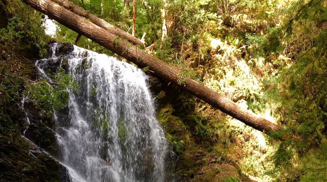 Skyline to sea is a beautiful trail we explored today to find this awesome waterfall. The trail has many fallen trees but still accesible to cross over them and enjoy the scenery, flowers, green everywhere. We also found many salamanders and banana sloughs.