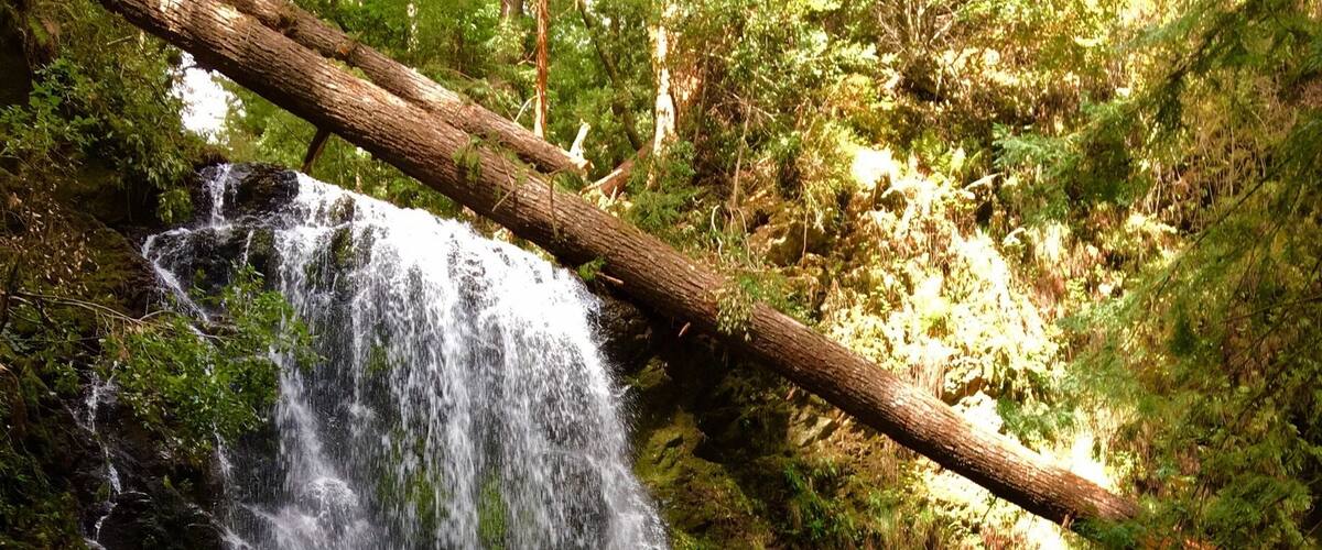 Skyline to sea is a beautiful trail we explored today to find this awesome waterfall. The trail has many fallen trees but still accesible to cross over them and enjoy the scenery, flowers, green everywhere. We also found many salamanders and banana sloughs.