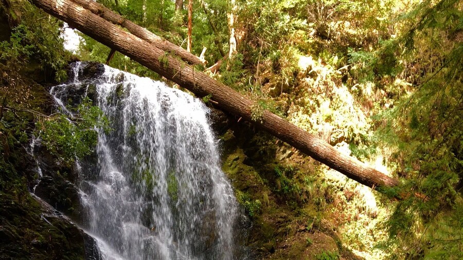Skyline to sea is a beautiful trail we explored today to find this awesome waterfall. The trail has many fallen trees but still accesible to cross over them and enjoy the scenery, flowers, green everywhere. We also found many salamanders and banana sloughs.