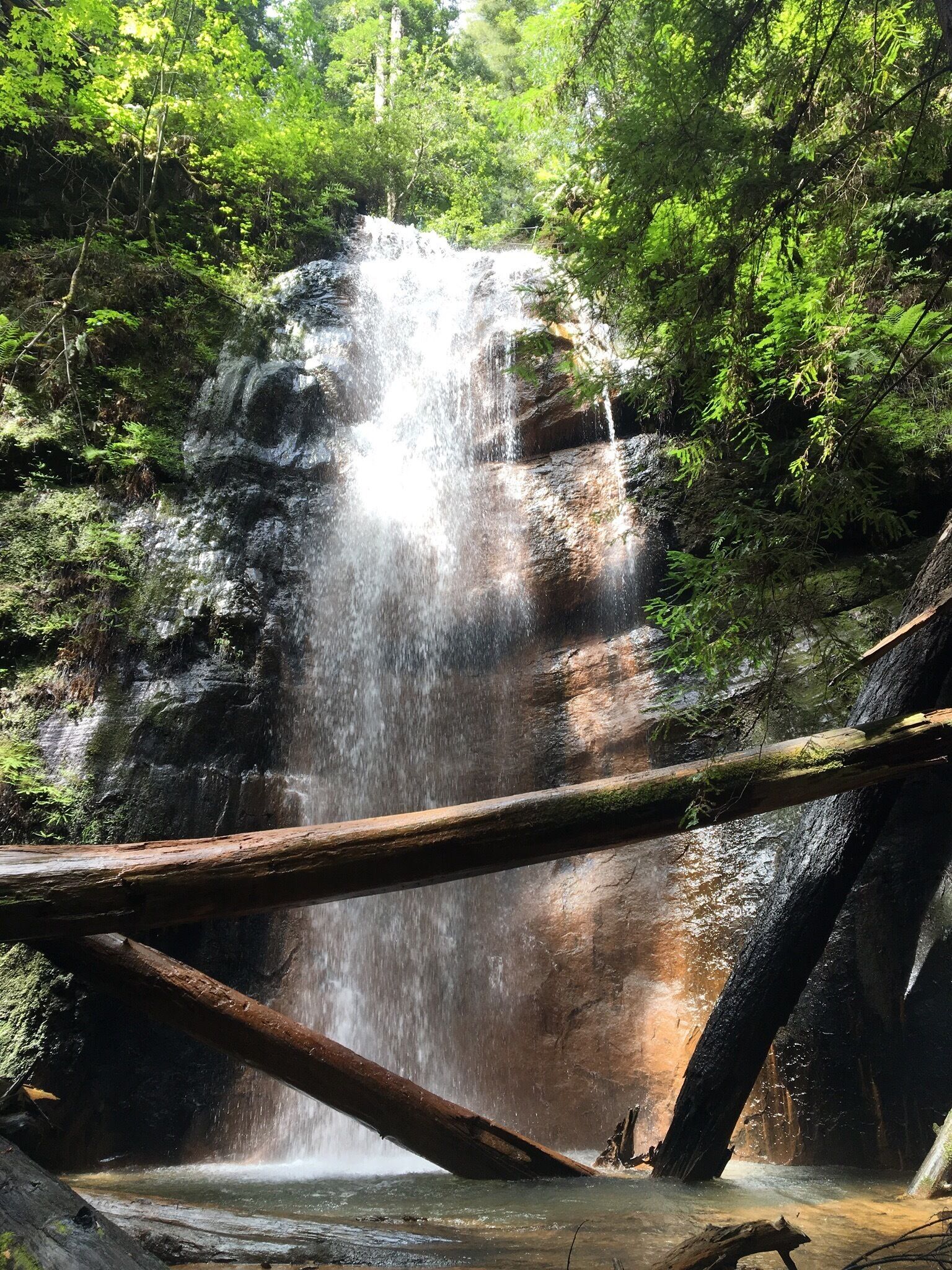 Silver Falls and Golden Cascade are the series of waterfalls closer to the Sunset Trail section of the grand loop hike involving Berry Creek Falls. 
#Green