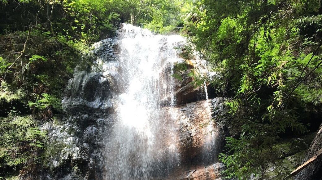 Silver Falls and Golden Cascade are the series of waterfalls closer to the Sunset Trail section of the grand loop hike involving Berry Creek Falls.
#Green
