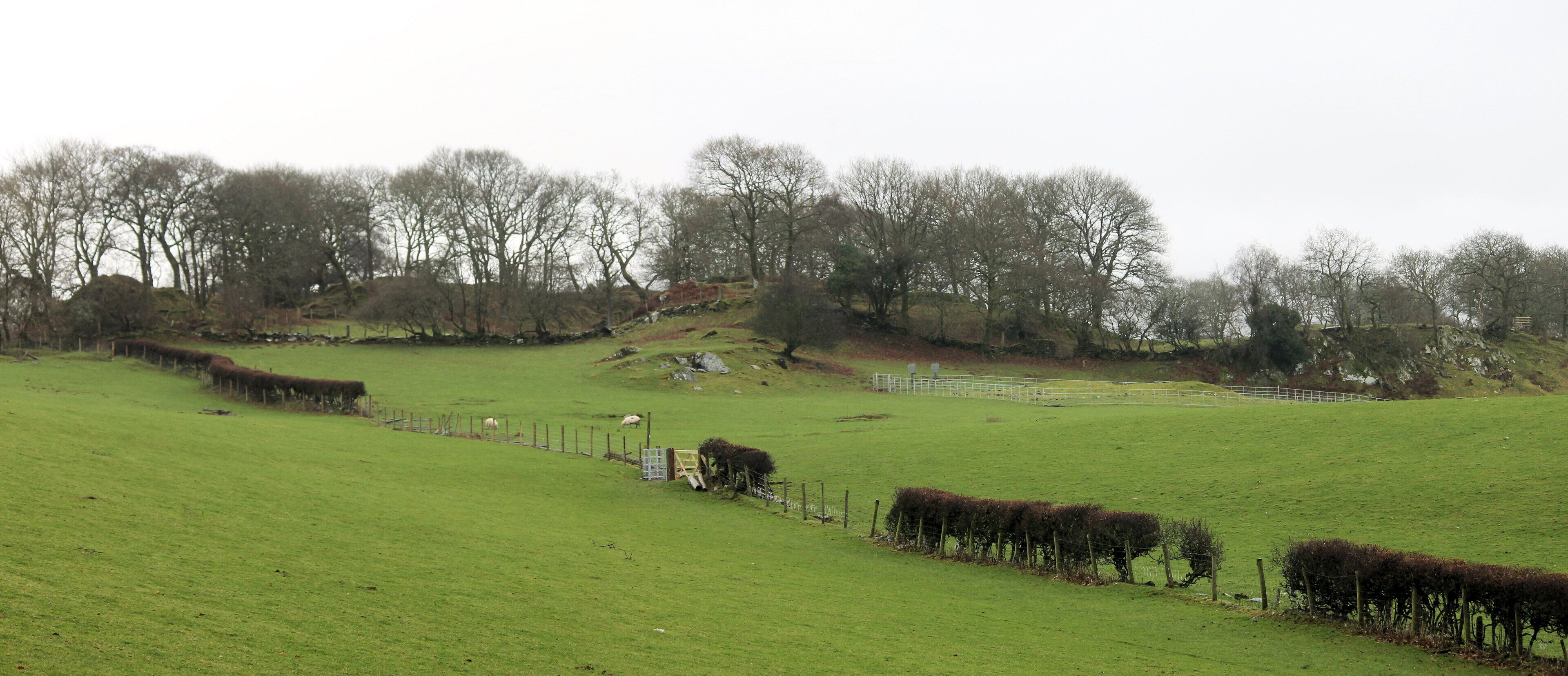 A green field with a fence, trees, and a hill in the background.