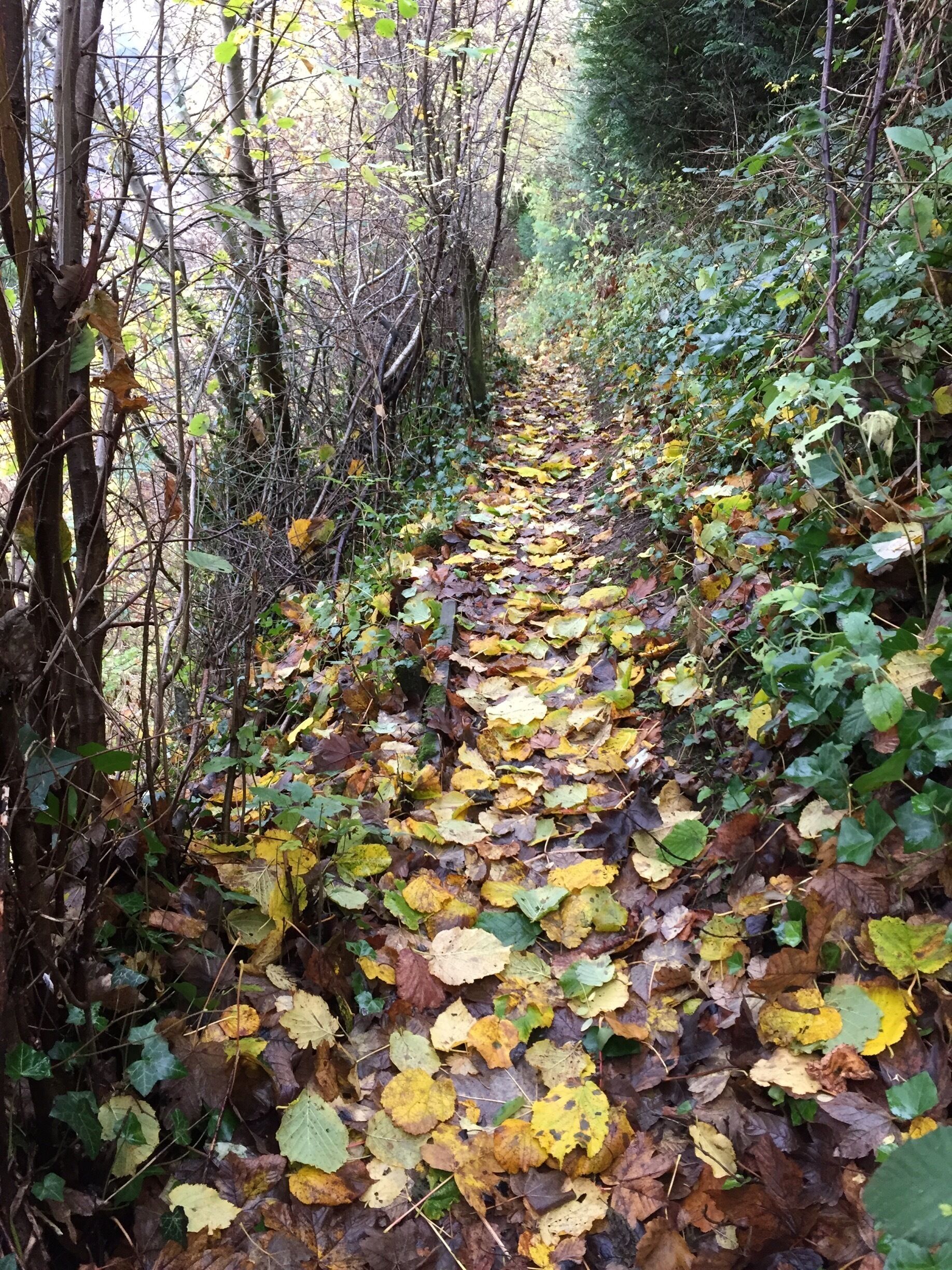 Lovely tramps around the walkways in Nailsworth, Shortwood and home - via The George. 
