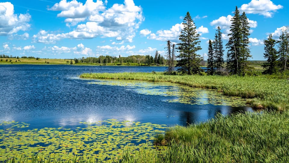 A lake surrounded by green grass, trees, and a clear blue sky.