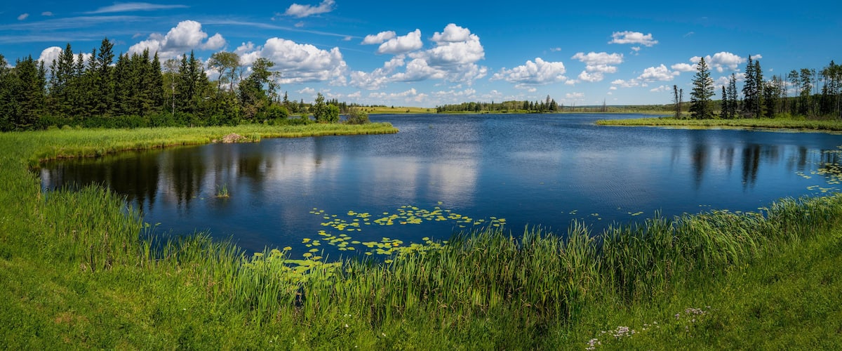 A calm lake surrounded by lush greenery and trees under a clear blue sky.