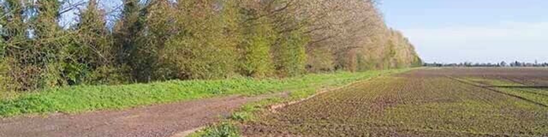 Paisaje rural con un camino de tierra, vegetación verde y campos.