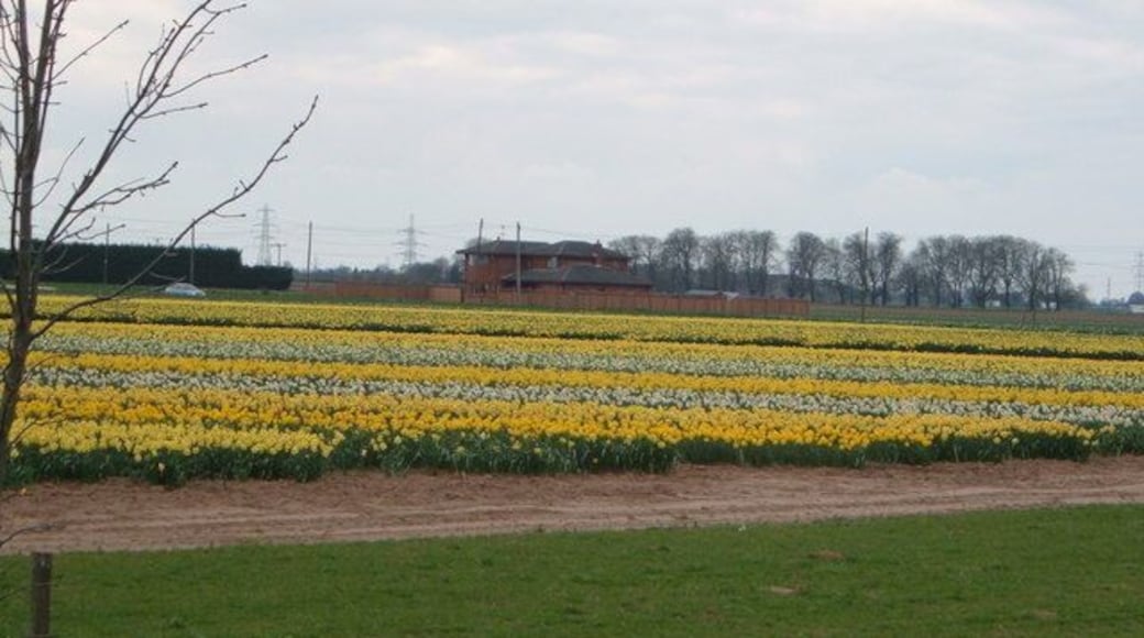 Farming in spring! Beside the A17 near Holbeach.