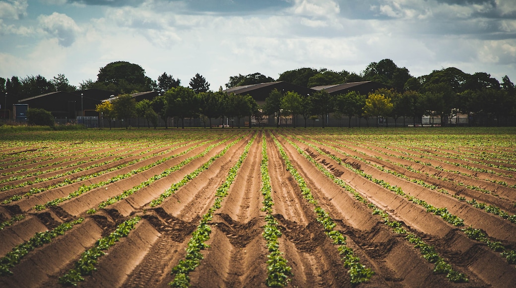 Very straight rows of new potato plants in a furrowed agricultural field receding to vanishing point to three warehouses in the background under a cloudy sky.