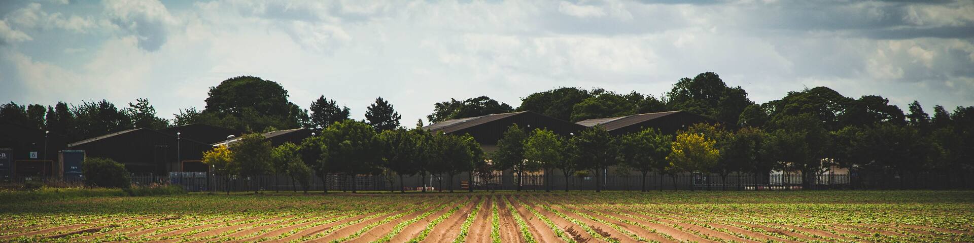 Very straight rows of new potato plants in a furrowed agricultural field receding to vanishing point to three warehouses in the background under a cloudy sky.