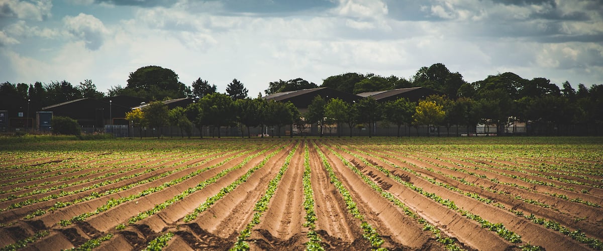 A vast agricultural field with rows of young plants, bordered by trees and buildings in the background.