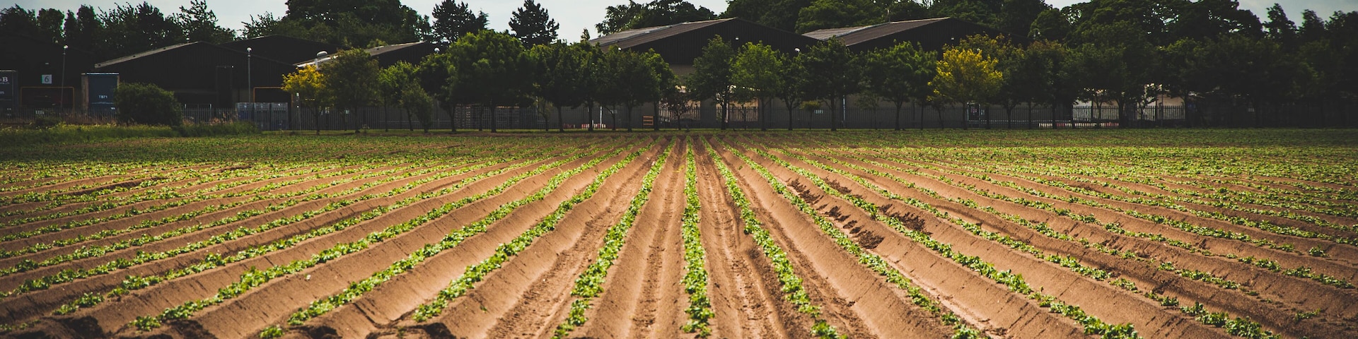 A vast agricultural field with rows of young plants, bordered by trees and buildings in the background.