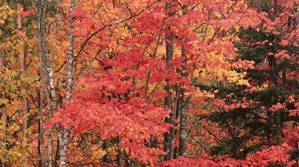 Trees in Autumn Quispamsis, New Brunswick Canada