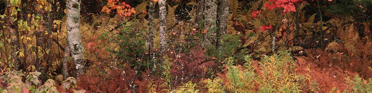 Trees in Autumn Quispamsis, New Brunswick Canada