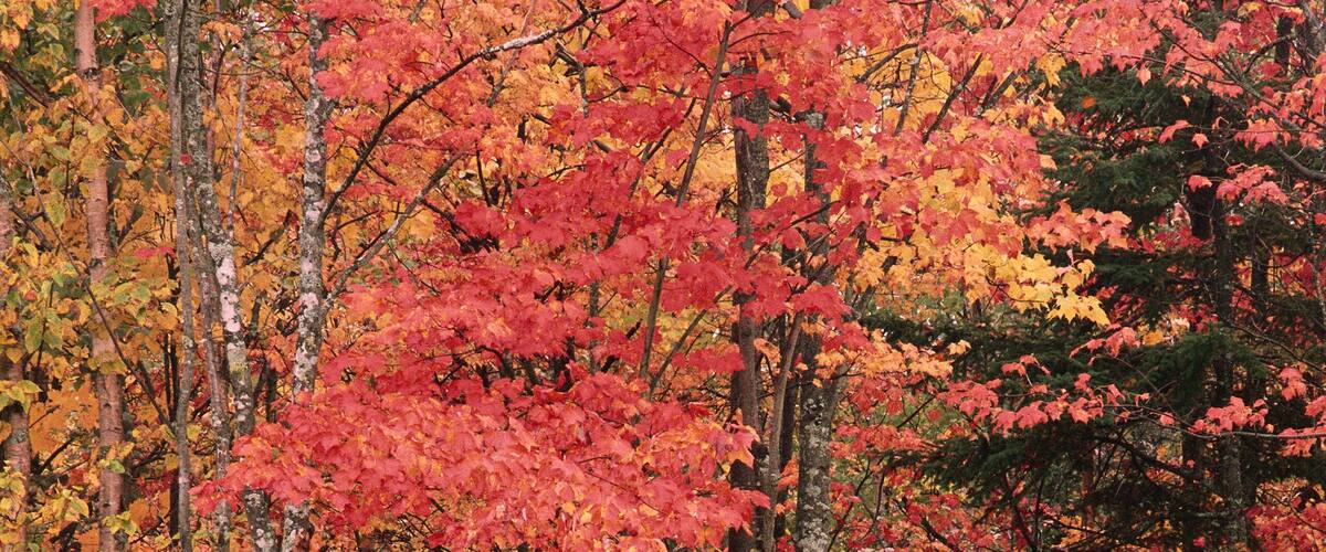Trees in Autumn Quispamsis, New Brunswick Canada