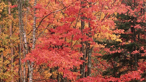 كويسبامسيس