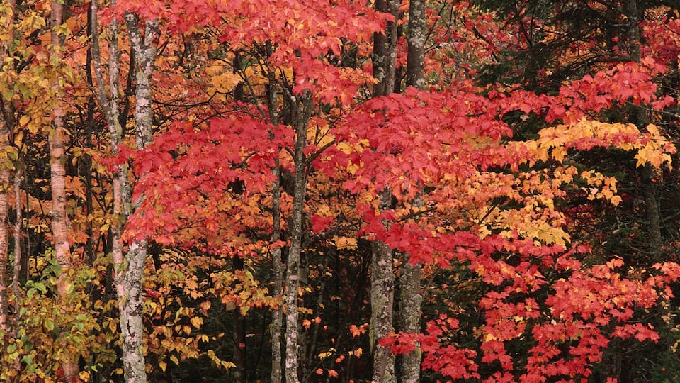 A forest with red and yellow autumn leaves.