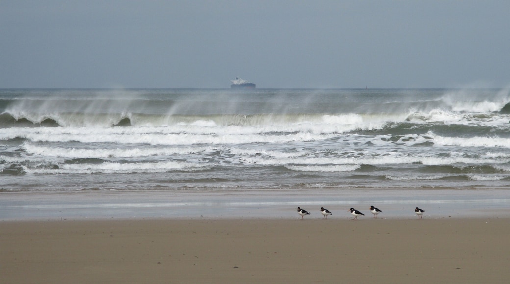Saltburn Surf