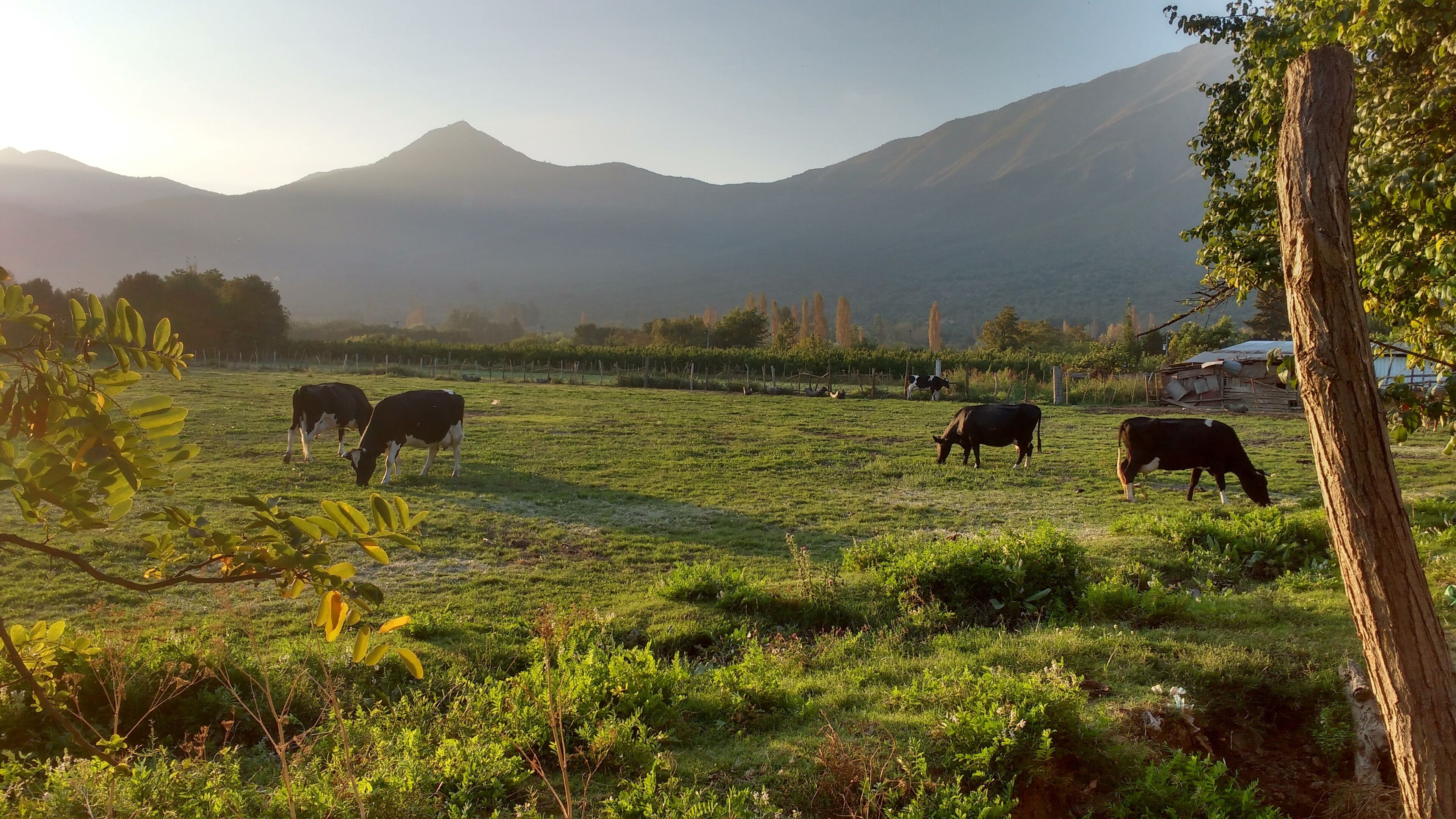 A grassy field with cows grazing, surrounded by trees and mountains in the background.