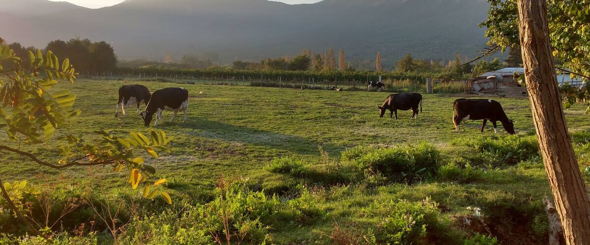 A grassy field with cows grazing, surrounded by trees and mountains in the background.