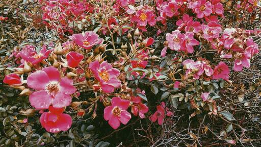 Chudleigh a beautiful town in Devon near Dartmouth. #devon