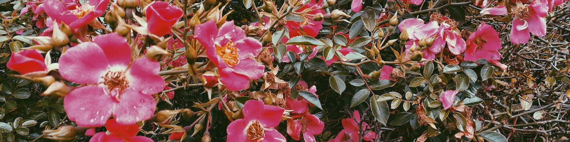 Chudleigh a beautiful town in Devon near Dartmouth. #devon