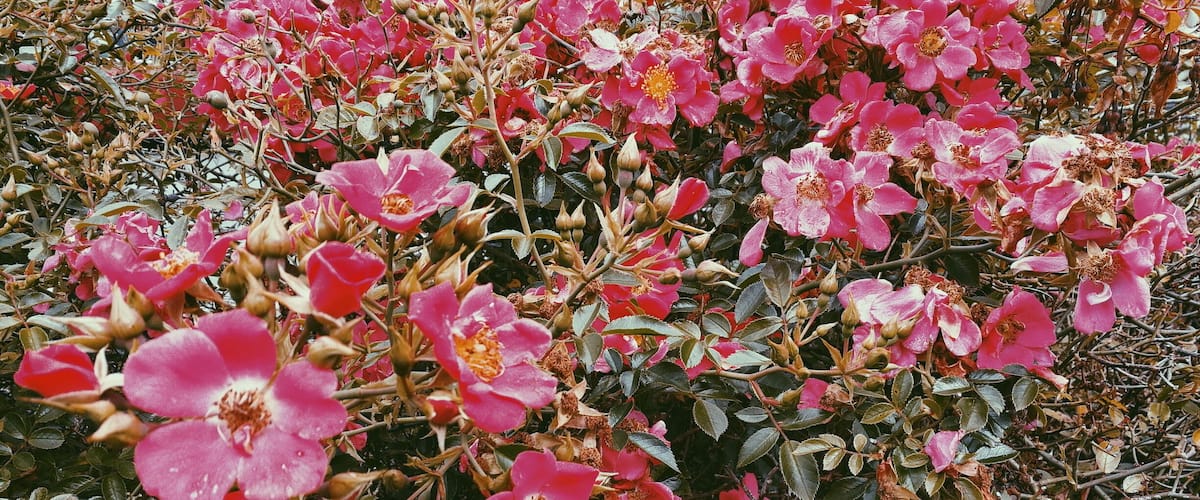 A dense cluster of pink flowers with green leaves and some brownish stems.