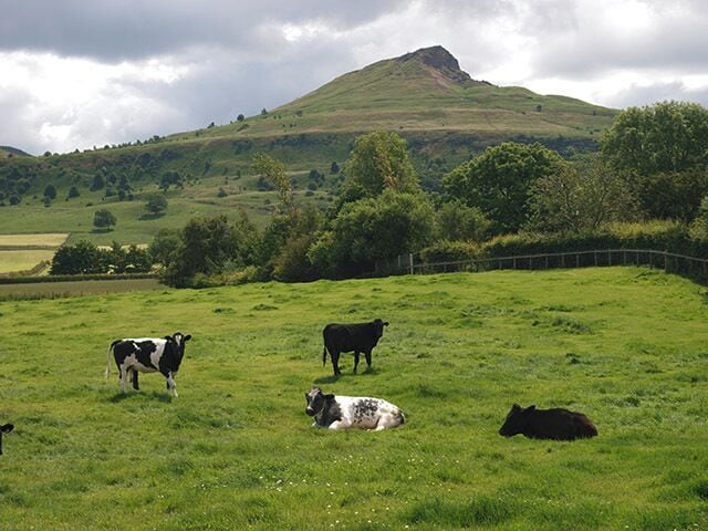 Cattle near Newton under Roseberry. Field on the eastern side of the footpath between Snow Hall Farm and Newton under Roseberry. In the shadow of Roseberry Topping.