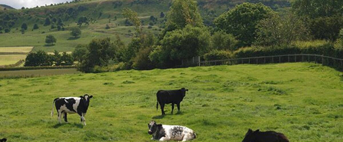 Cattle near Newton under Roseberry. Field on the eastern side of the footpath between Snow Hall Farm and Newton under Roseberry. In the shadow of Roseberry Topping.