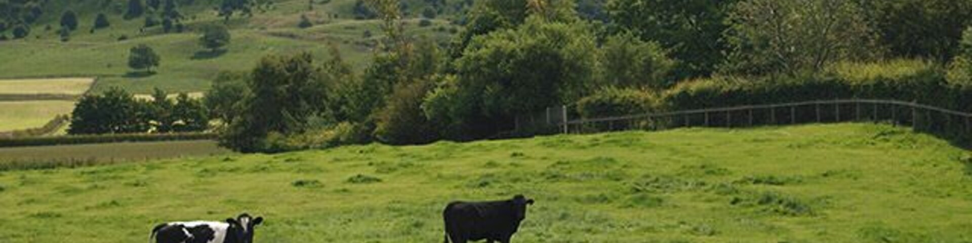 Cattle near Newton under Roseberry. Field on the eastern side of the footpath between Snow Hall Farm and Newton under Roseberry. In the shadow of Roseberry Topping.